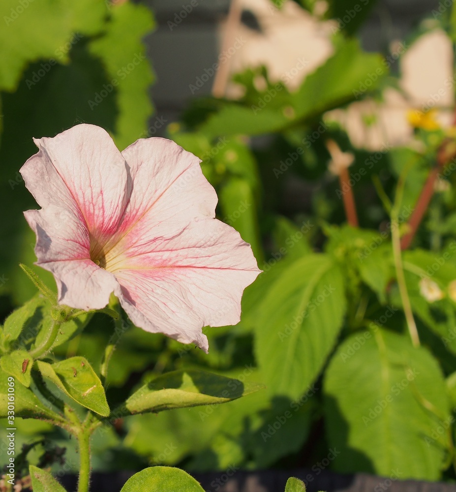 Obraz premium Pink Petunia Bud. A blooming flower. Summer in the garden.