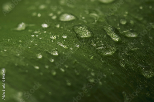 Macro photo: large drops of pure water on a green leaf of a tulip glisten. Photophone for design.