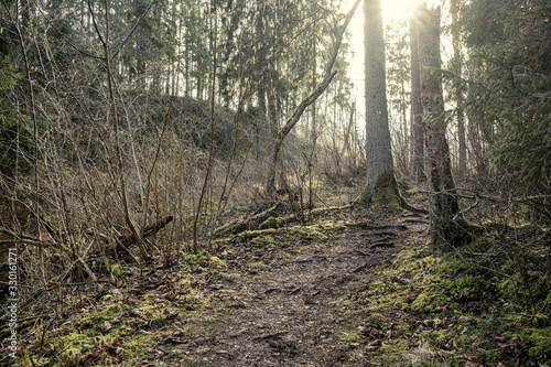 empty winter forest in winter with no snow and no tree leaves. park walkway