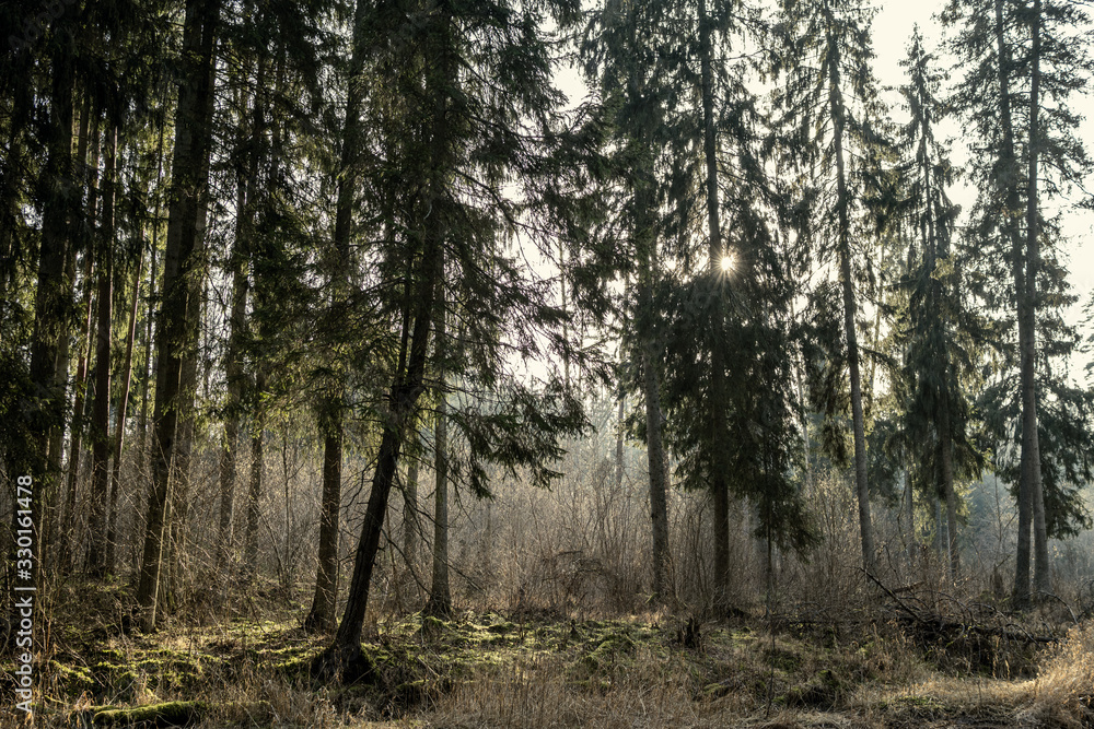 Naklejka premium empty winter forest in winter with no snow and no tree leaves. park walkway