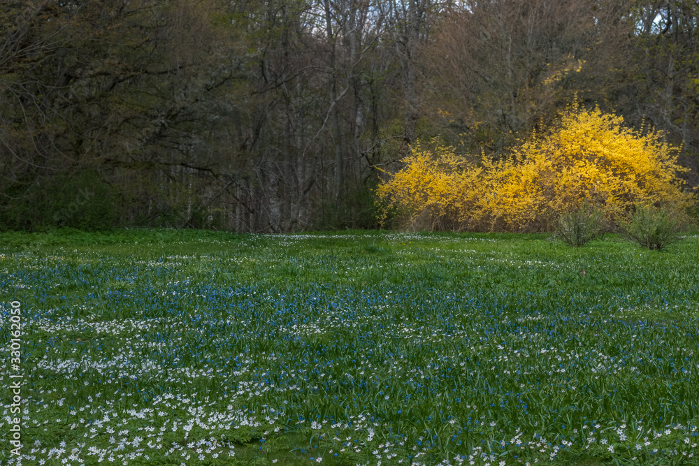 Fototapeta premium Beautiful carpet of bluebell and snowdrop flowers in Spring forest landscape. Sweden.
