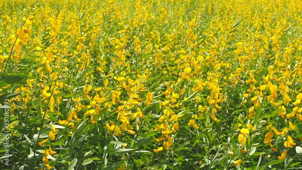 Beautiful landscape of yellow Sun Hemp flowers. Blown away by the wind In the midday sunshine in the countryside. Beautiful landscape of yellow Sun Hemp flowers. Blown away by the wind In the midday sunshine in the countryside.