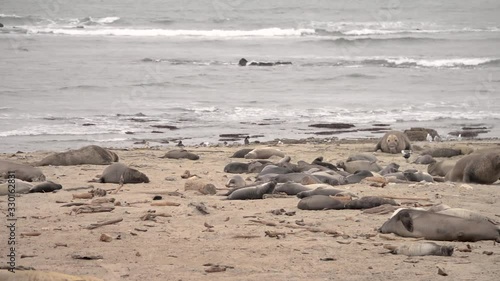 A colony of elephant seals on the California coast, including bulls, pups, and females