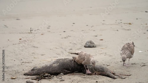 Two seagulls fighting over an elephant seal carcass on a California beach