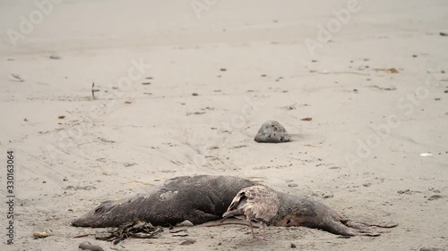 A gull eating from a dead elephant seal carcass
