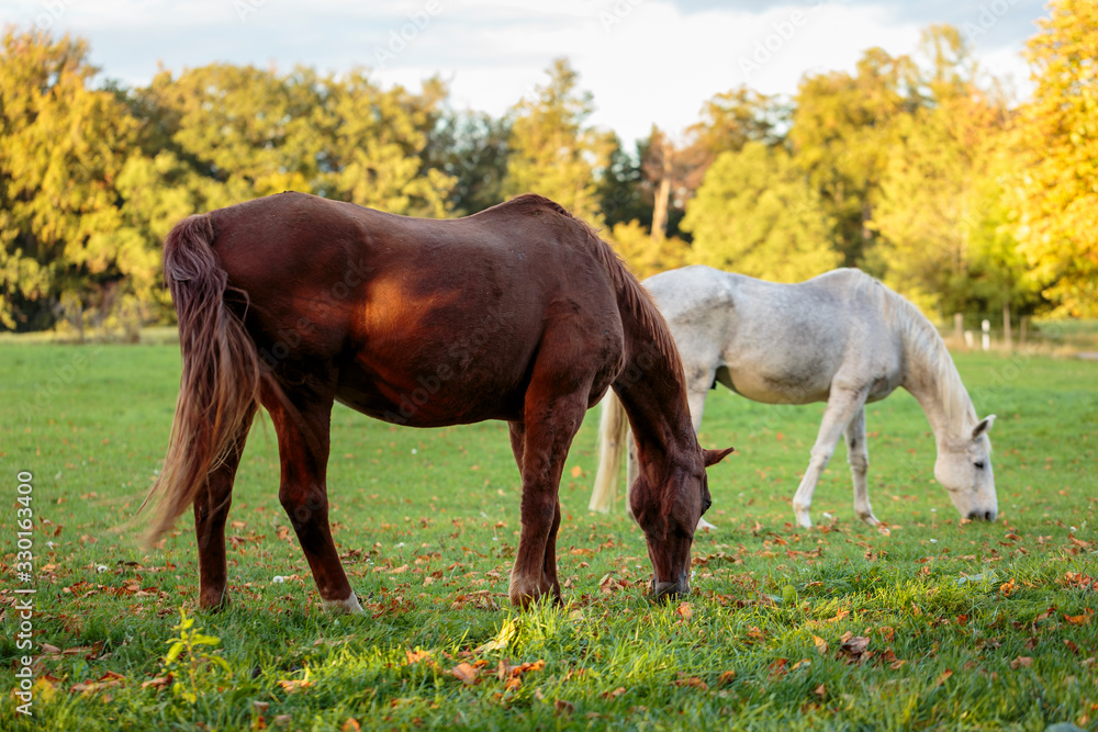 Fototapeta premium One chestnut and one light grey horse pasturing