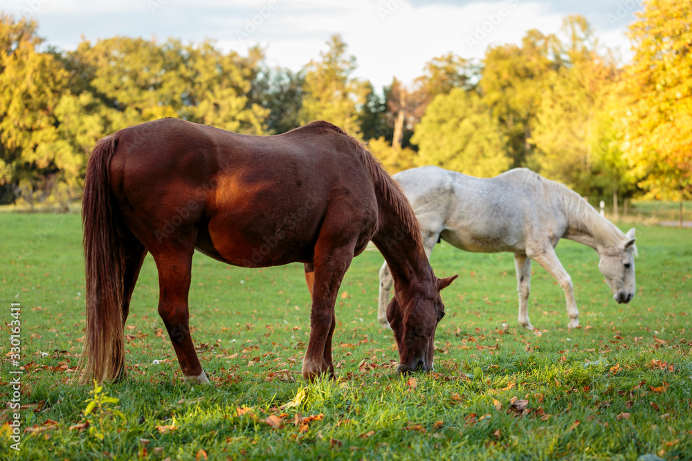 One light grey and one chestnut horse pasturing One light grey and one chestnut horse pasturing