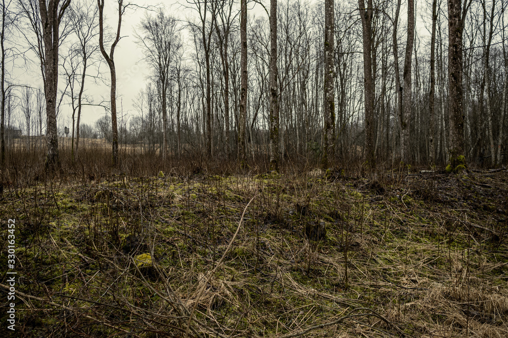 Obraz premium empty winter forest in winter with no snow and no tree leaves. park walkway