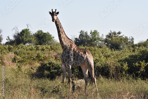 Giraffe in Chobe National Park, Botswana