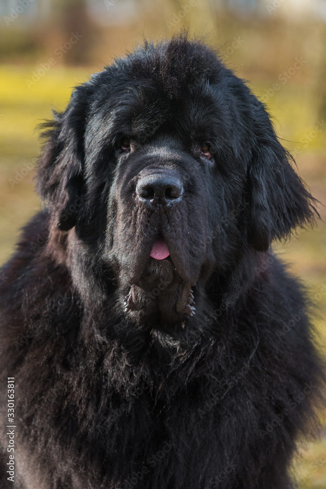 Fototapeta premium Black Newfoundland giant size dog close-up outside