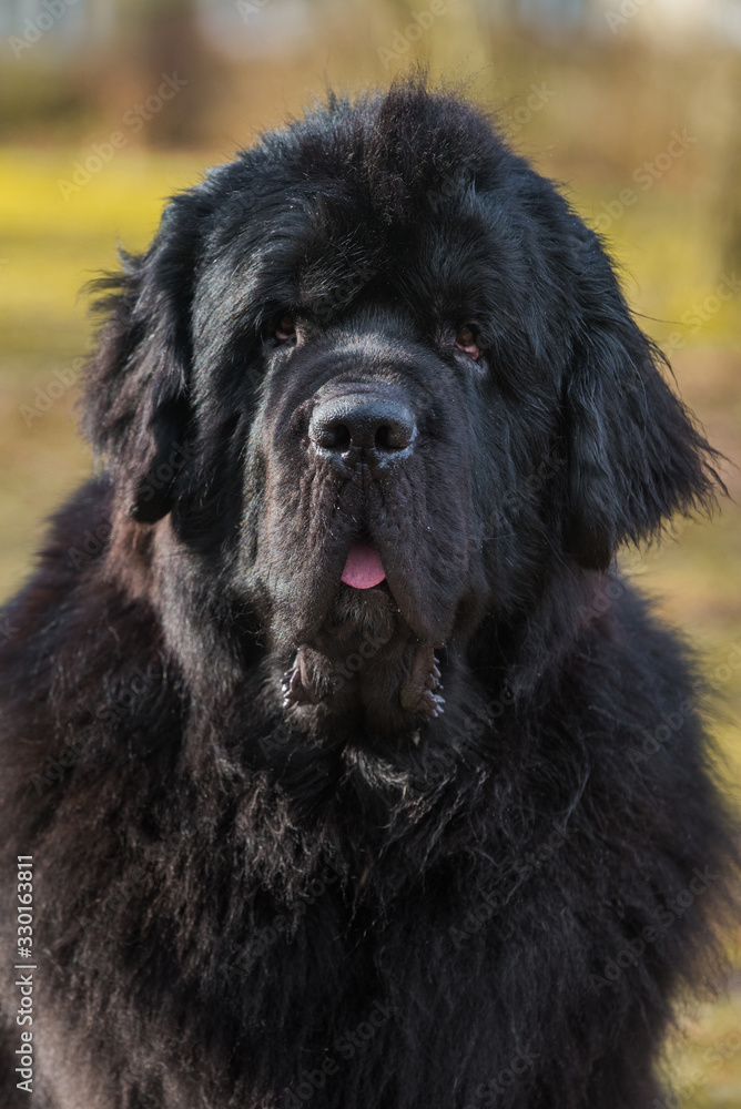 Black Newfoundland giant size dog close-up outside