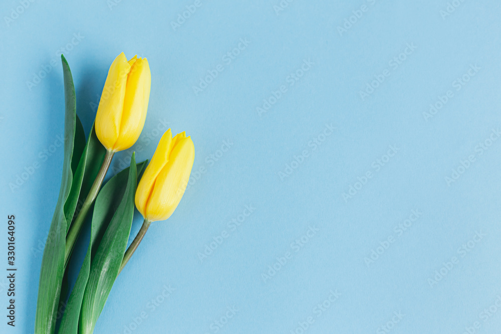 Tender yellow tulips on pastel blue background. Greeting card for Mother's day.