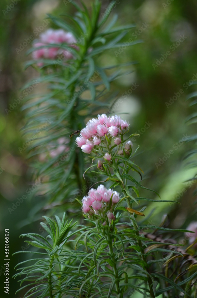 Flowers in Volcanoes National Park, Mt Muhabura, Rwanda