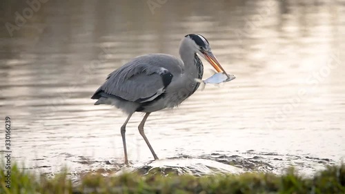 Action wildlife scene grey heron bird catches and swallows fish