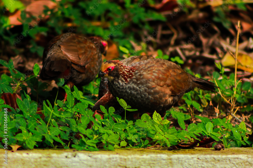 Obraz premium Buffy-crowned Wood-Partridge, Dendrortyx leucophrys. Quail looking for food carefully in the middle of garden.