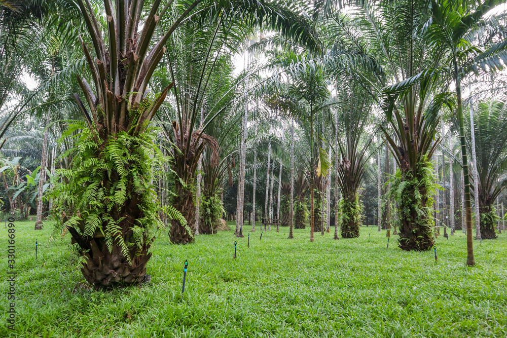 Obraz premium Palm tree in the gaeden