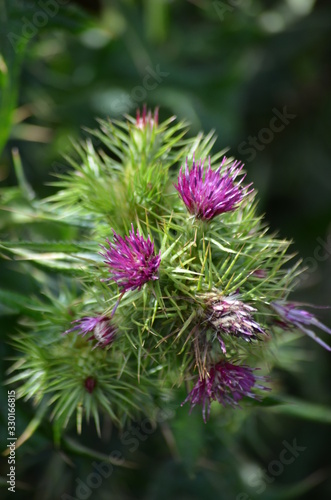 Flowers in Volcanoes National Park, Rwanda