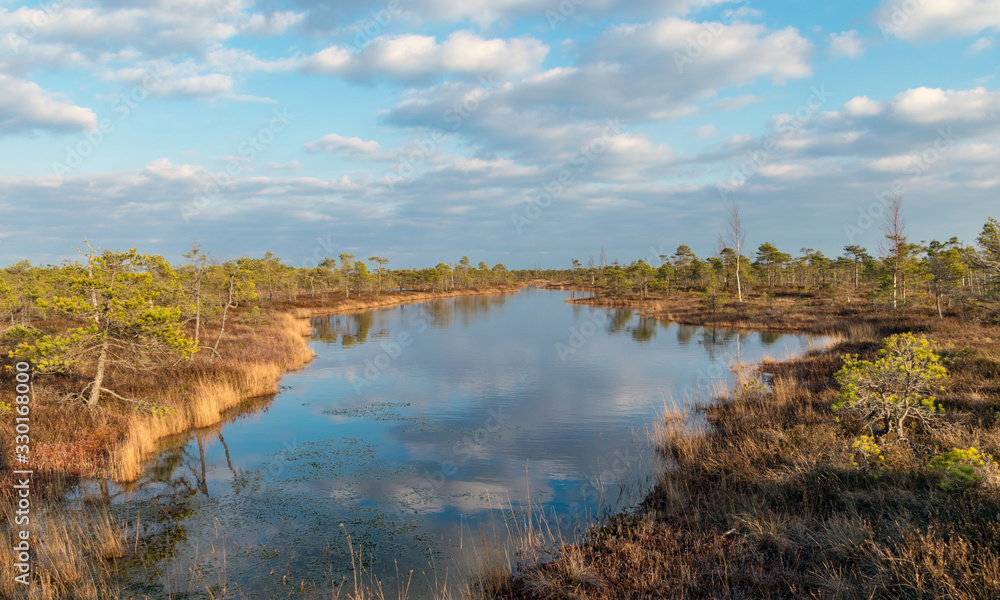 Fototapeta premium Still water with trees in the swamp land of Kemeri National Park in Latvia
