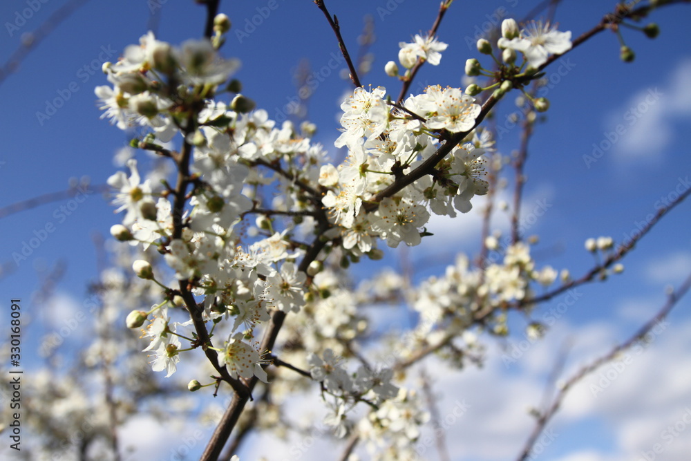 Blooming gardens in spring, blooming spring tree, blooming flowers on trees, spring has come, selective focus, blooming branch on a tree Blooming gardens in spring, blooming spring tree, blooming flowers on trees, spring has come, selective focus, blooming branch on a tree