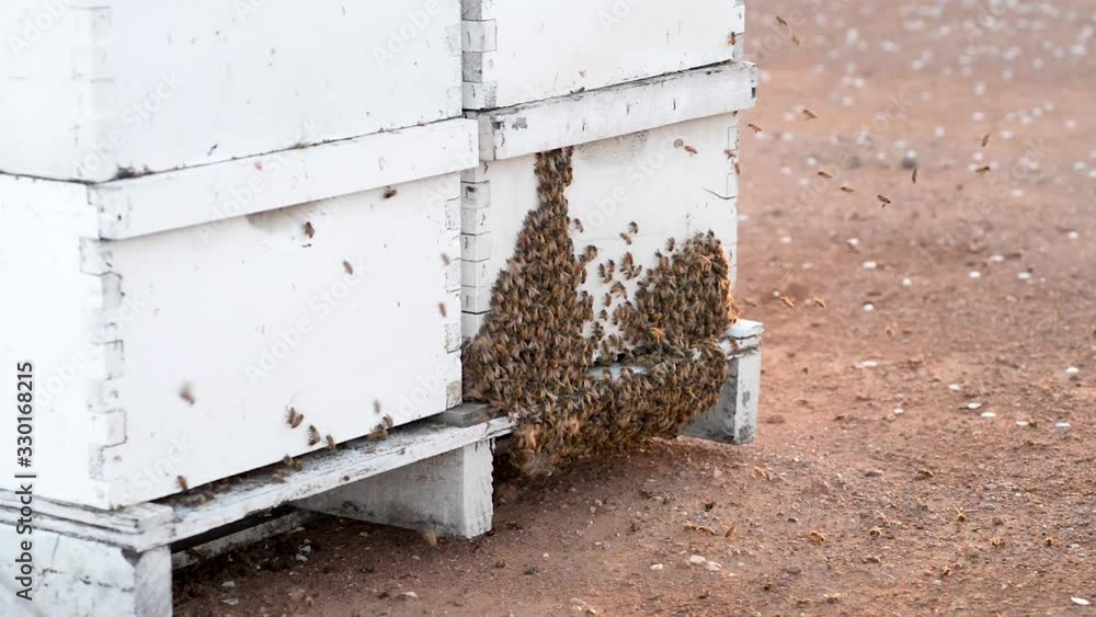 Timelapse of a honeybee colony at the hive Timelapse of a honeybee colony at the hive