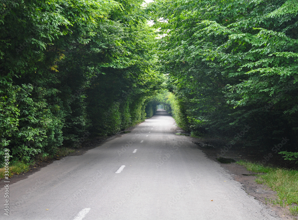Fototapeta premium road in the forest. road through a tunnel of trees