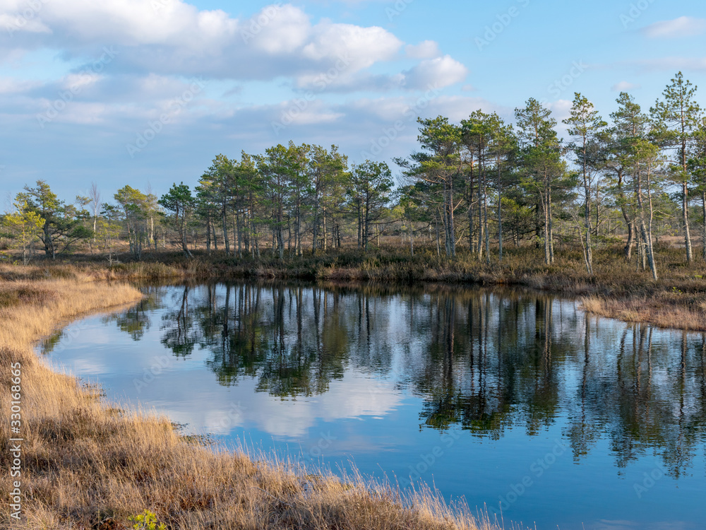 Still water with trees in the swamp land of Kemeri National Park in Latvia