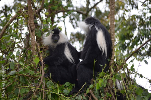 Colobus monkeys in Nyungwe Forest, Rwanda photo