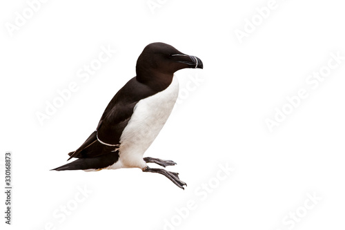 Razorbill / lesser auk (Alca torda) against white background