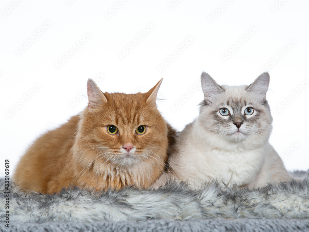 Two Neva Masquerade cats in studio with white background.