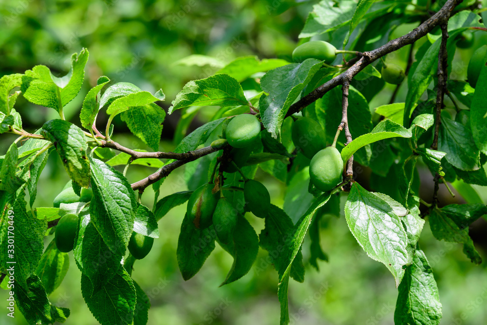 Branch with young fruits and green leaves of plum tree in an orchard in a summer day, beautiful outdoor green background photographed with soft focus