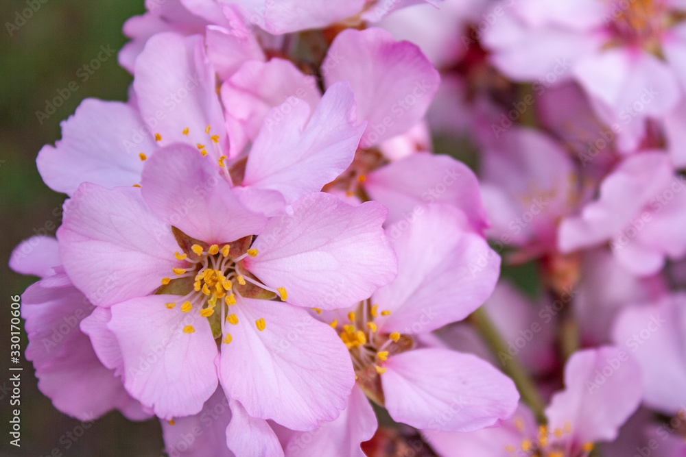 apricot tree flower group close-up apricot tree flower group close-up