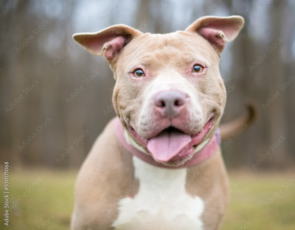 A happy fawn colored Pit Bull Terrier mixed breed dog outdoors