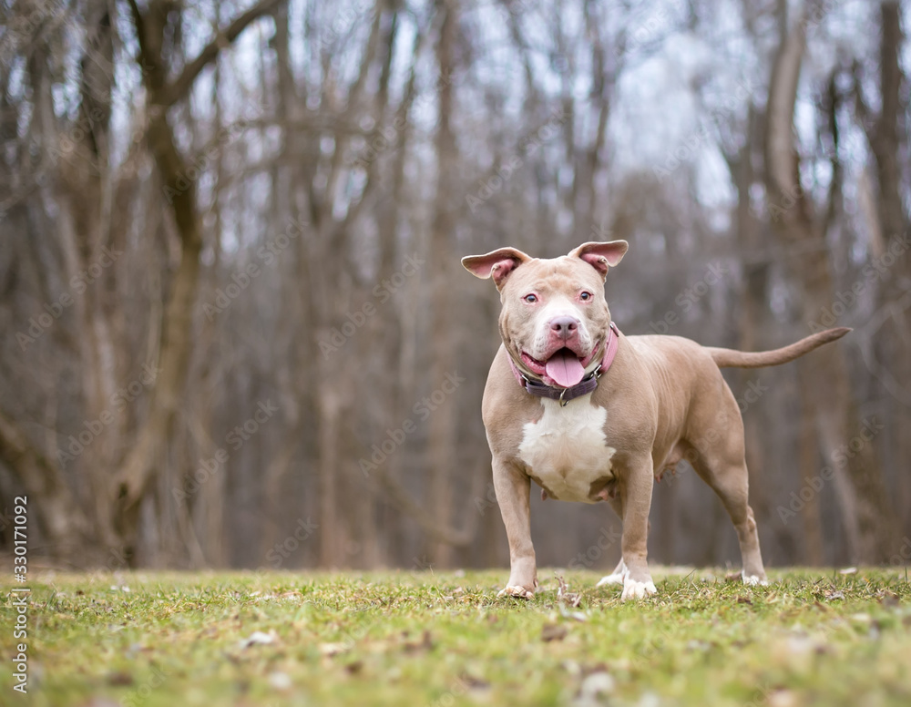 A happy fawn colored Pit Bull Terrier mixed breed dog standing outdoors