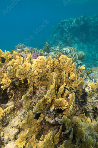 Colorful coral reef at the bottom of tropical sea, yellow plate fire coral, underwater landscape