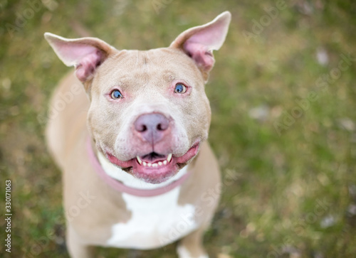 A happy fawn colored Pit Bull Terrier mixed breed dog sitting outdoors and looking up at the camera