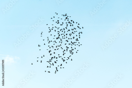 Photography flock of birds flying against a blue sky