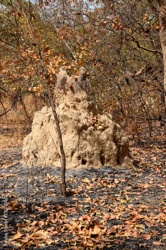 Termite mound (Senegal, Saloum Delta)