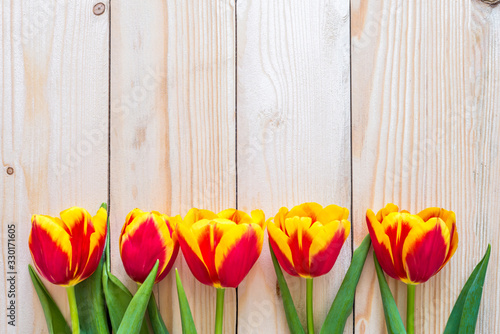 Fototapeta Naklejka Na Ścianę i Meble -  A row of red and yellow tulips on a light wooden background. Copy space. Fresh tender flowers grow along the fence. Hello spring, greetings for women. Spring time. Flat lay
