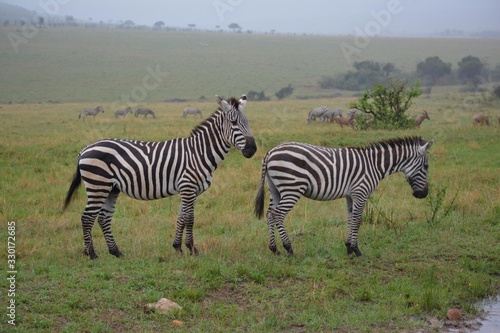 savanna in the foreground two zebras in the background a herd of zebras
