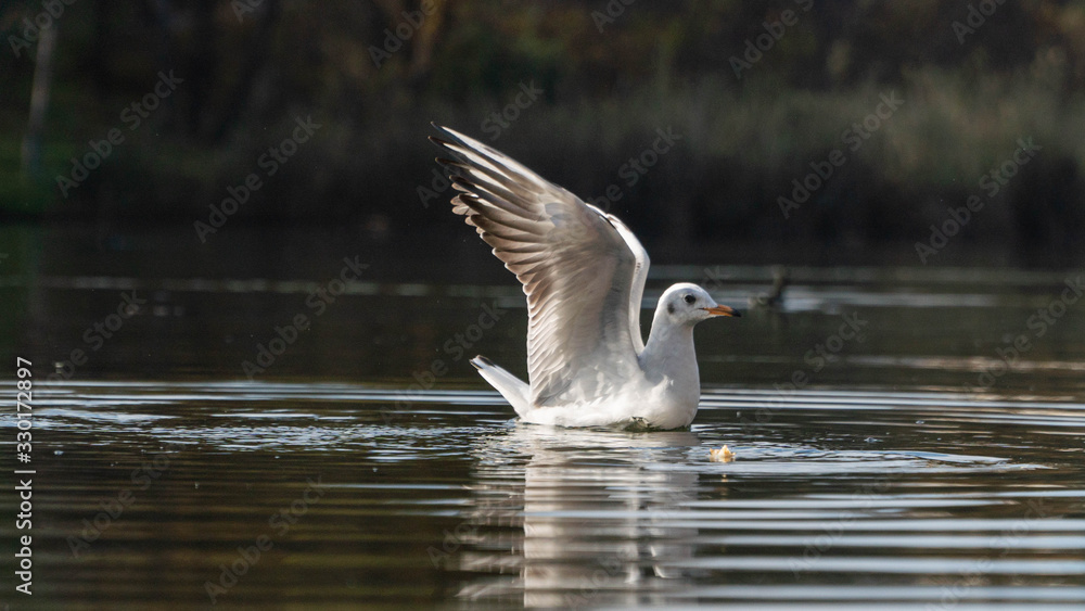 seagull gets food from the surface of the water seagull gets food from the surface of the water