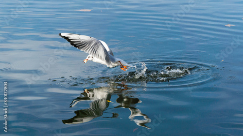 seagull gets food from the surface of the water