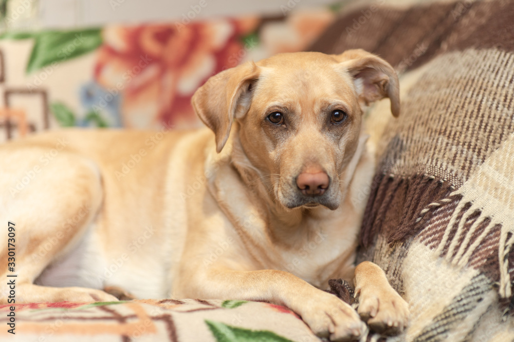 Labrador retriever on sofa bed