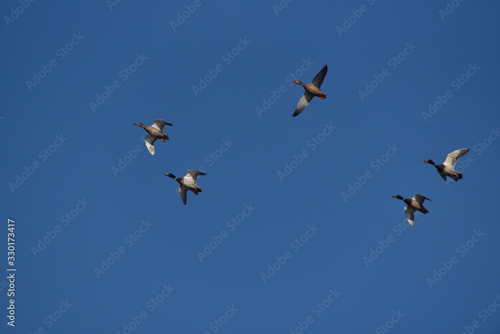 a flock of mallard ducks