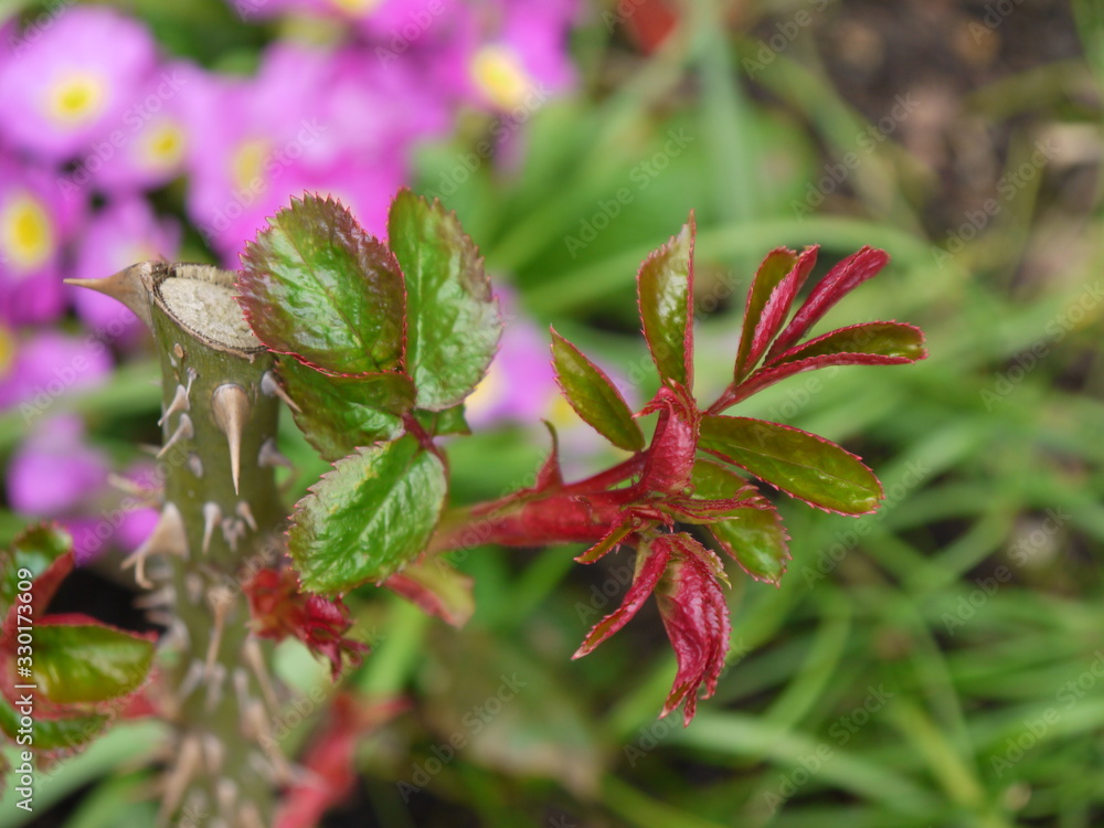 Rosenblätter Rosenblätter