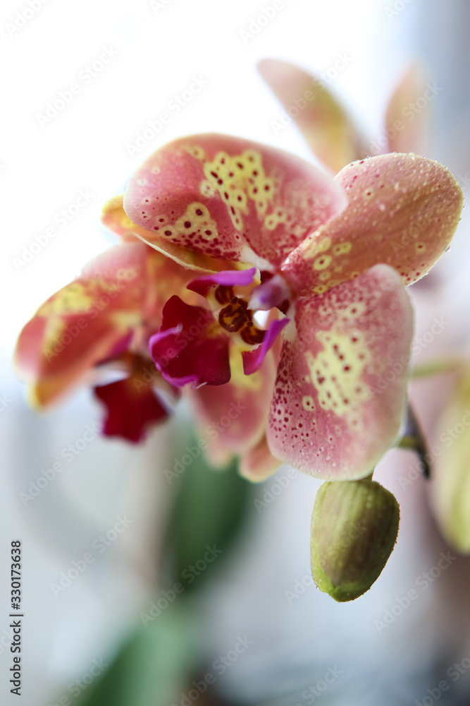 The concept of a flower. Most often, indoor plants are grown. Orchids bloom close-up. The Orchid flower is pink-yellow in bloom. Soft focus. Backgrounds and textures The concept of a flower. Most often, indoor plants are grown. Orchids bloom close-up. The Orchid flower is pink-yellow in bloom. Soft focus. Backgrounds and textures