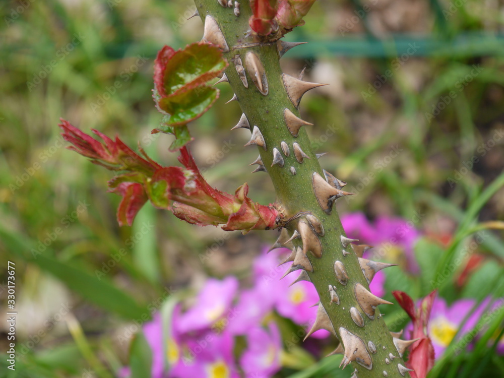 Rosenblätter Rosenblätter
