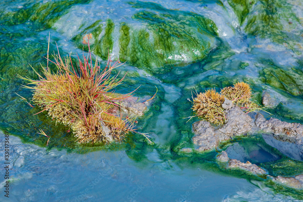 Hot stream closeup of green blue bacteria color plants in water Hot stream closeup of green blue bacteria color plants in water