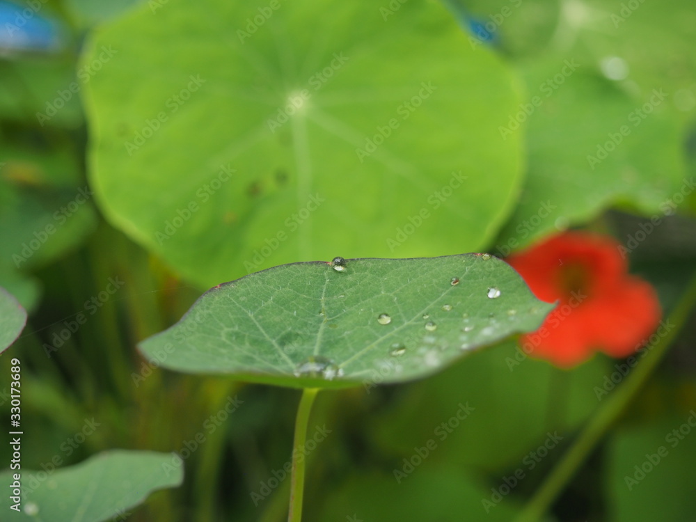 Round drops of water on the green leaves of nasturtium. Round drops of water on the green leaves of nasturtium.