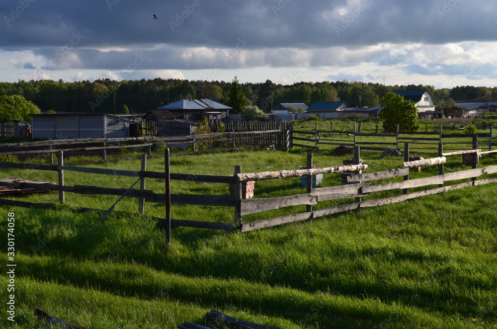 rural landscape with cows