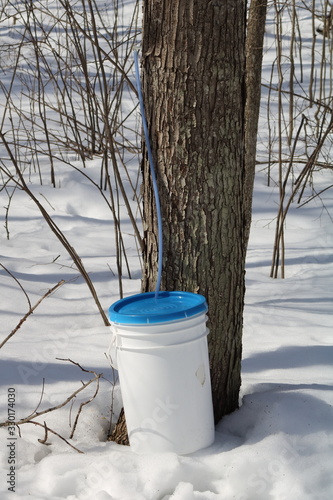 Maple sap collection bucket for making maple syrup photo